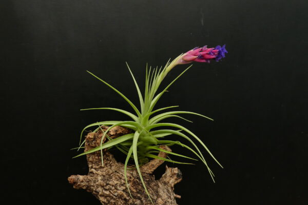 Tillandsia aeranthos ‚Big