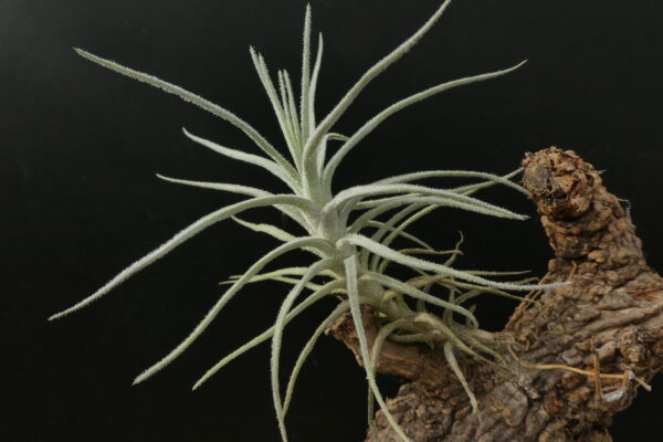 Tillandsia balsasensis