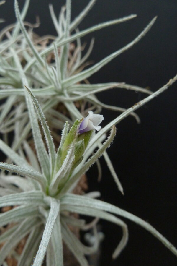 Tillandsia balsasensis – Bild 2