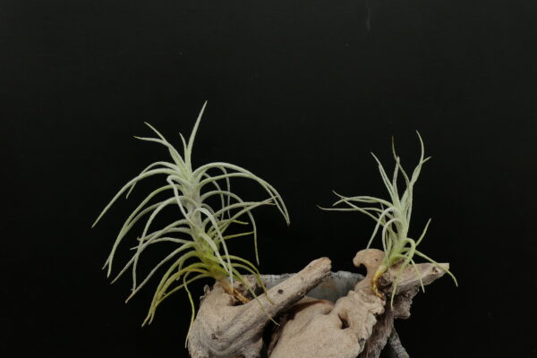 Tillandsia balsasensis – Bild 3