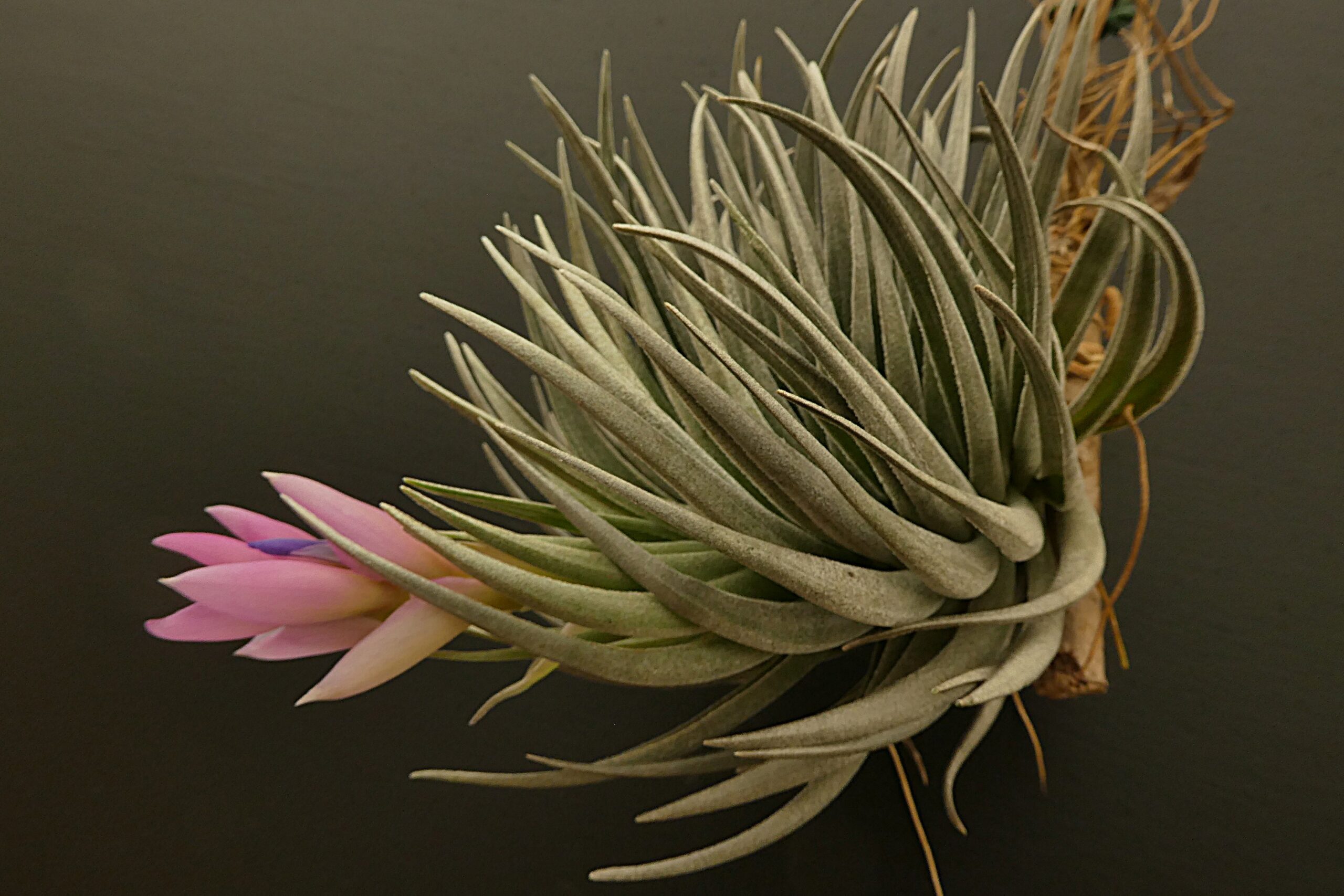 Tillandsia carminea – Bild 15