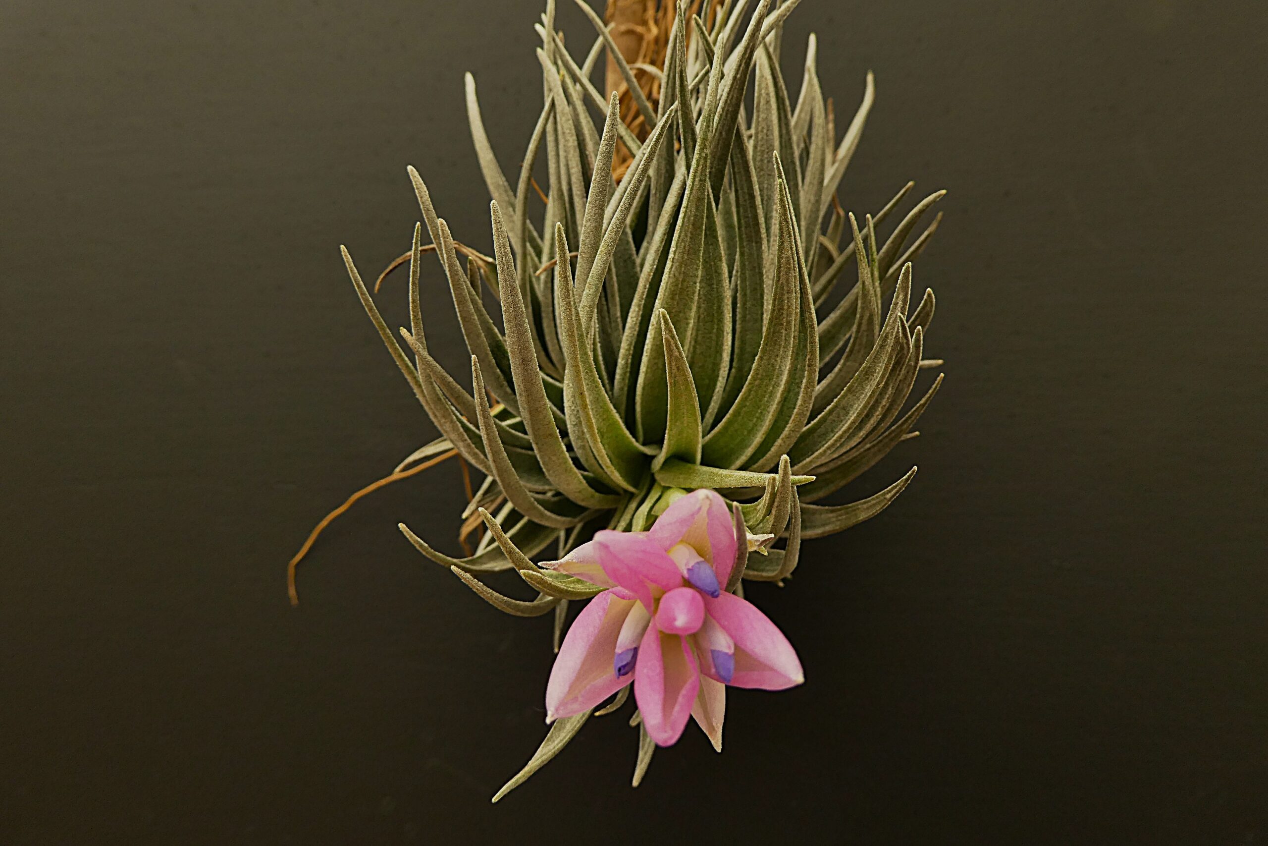 Tillandsia carminea – Bild 14