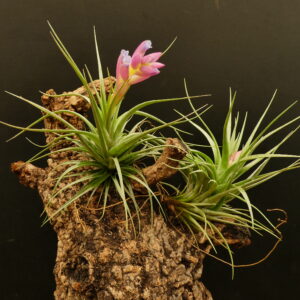 Tillandsia Holm's Cartwin