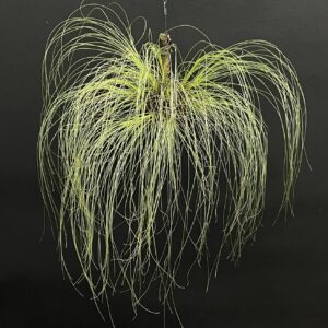 Tillandsia chaetophylla - Einzelstück
