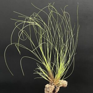 Tillandsia chaetophylla - Cluster erwachsene Pflanze