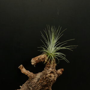 Tillandsia delicata - halbwüchsig