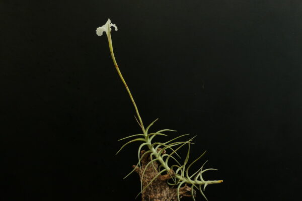 Tillandsia diaguitensis – Bild 5