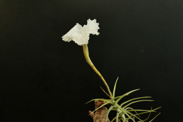 Tillandsia diaguitensis – Bild 4