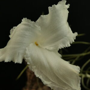 Tillandsia diaguitensis