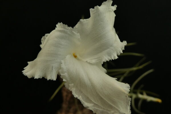 Tillandsia diaguitensis