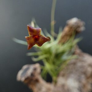 Tillandsia funebris