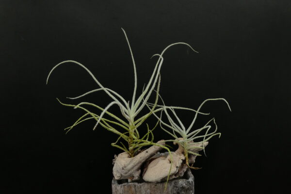 Tillandsia grao-mogolensis (former: kurt-horstii) – Bild 3