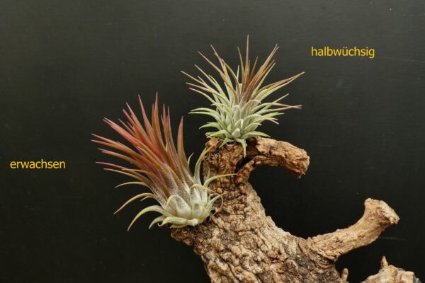 Tillandsia ionantha ‚stricta‘ „Red Wine“ – Bild 3