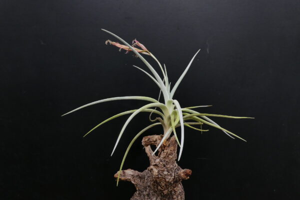 Tillandsia lorentziana ‚blau‘ – Bild 3