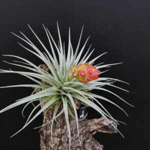 Tillandsia recurvifolia ‚subsecundifolia x (stricta) Petropolis