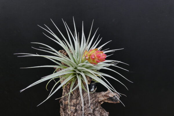 Tillandsia recurvifolia ‚subsecundifolia x (stricta) Petropolis