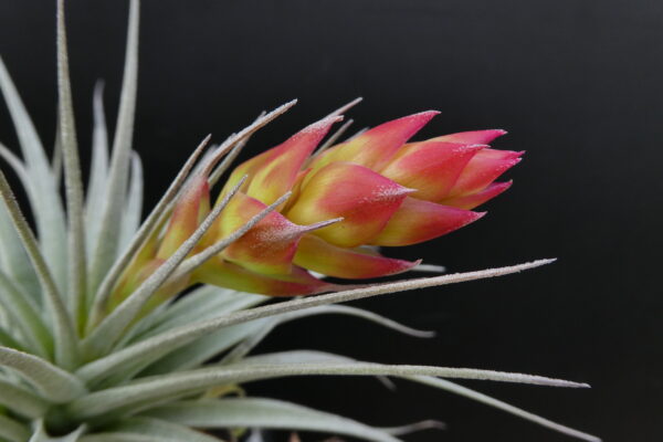 Tillandsia recurvifolia ‚subsecundifolia x (stricta) Petropolis – Bild 5