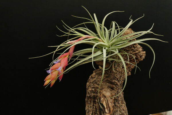 Tillandsia recurvifolia ‚subsecundifolia x (stricta) Petropolis – Bild 4