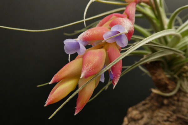 Tillandsia recurvifolia ‚subsecundifolia x (stricta) Petropolis – Bild 2