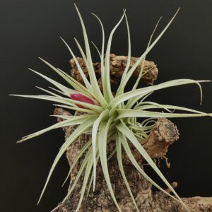 Tillandsia stricta 'albifolia' x stricta 'hart'