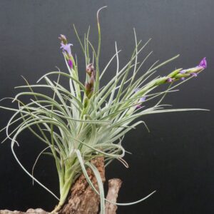 Tillandsia Holm's Malrose