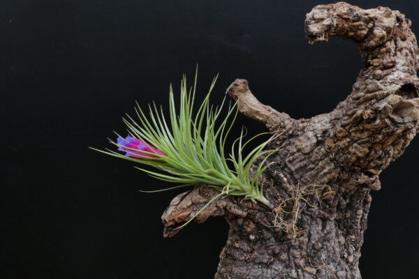 Tillandsia tenuifolia ‚vaginata‘ x Holm’s Pink Star – Bild 3