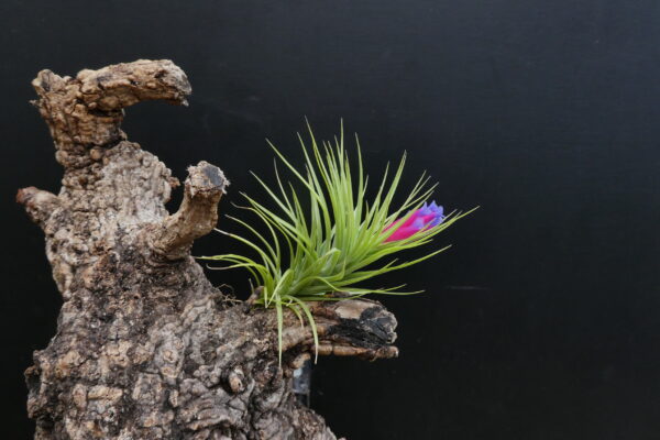 Tillandsia tenuifolia ‚vaginata‘ x Holm’s Pink Star