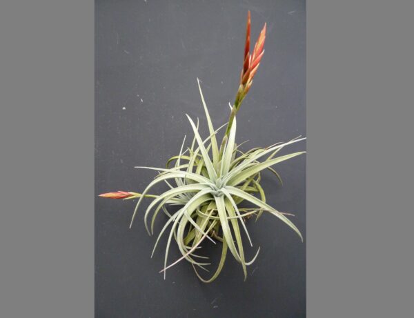 Tillandsia vernicosa ‚compact‘ – Bild 3