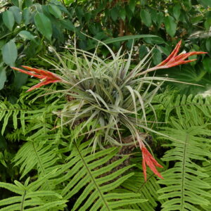 Tillandsia vernicosa ‚compact‘