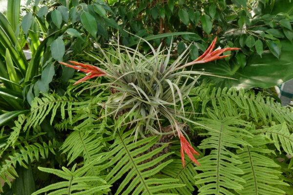 Tillandsia vernicosa ‚compact‘