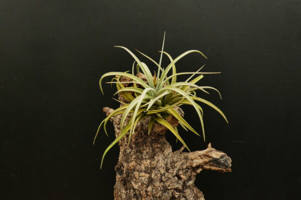 Tillandsia vernicosa ‚compact‘ – Bild 4