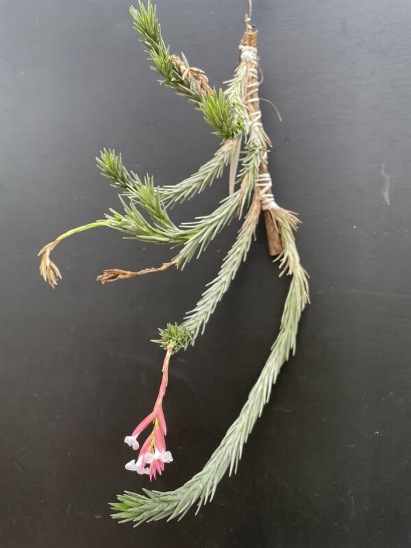 Tillandsia araujei var. Miniata – Bild 3