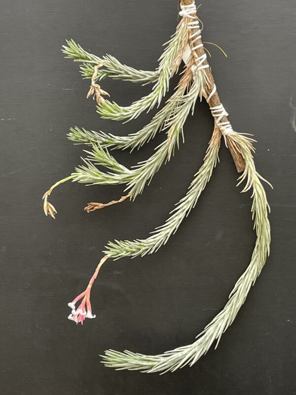 Tillandsia araujei var. Miniata – Bild 5