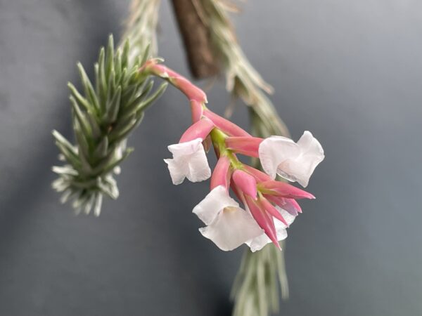 Tillandsia araujei var. Miniata – Bild 6