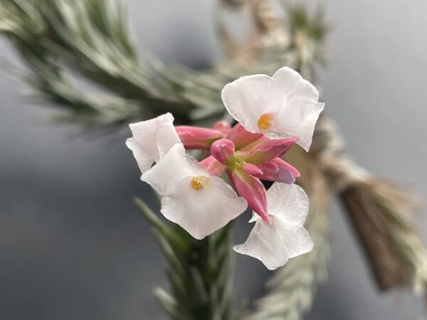 Tillandsia araujei var. Miniata – Bild 7