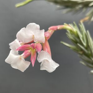 Tillandsia araujei var. Miniata