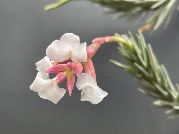 Tillandsia araujei var. Miniata