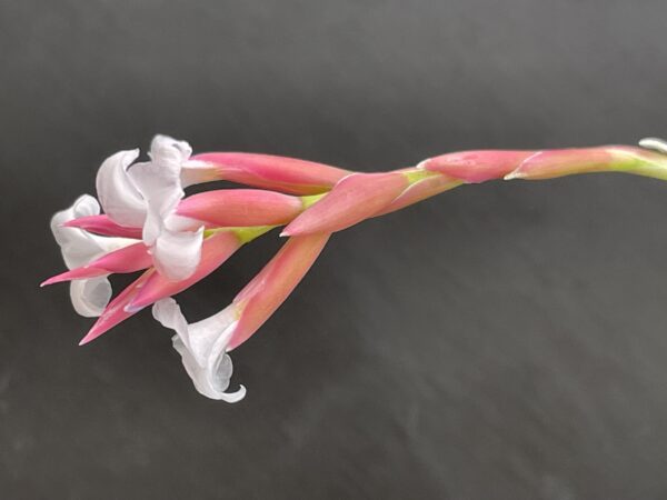 Tillandsia araujei var. Miniata – Bild 9