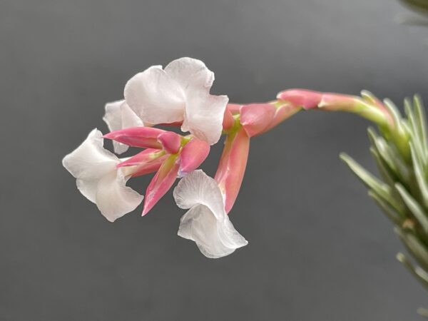 Tillandsia araujei var. Miniata – Bild 10