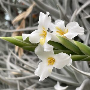 Tillandsia arequitae