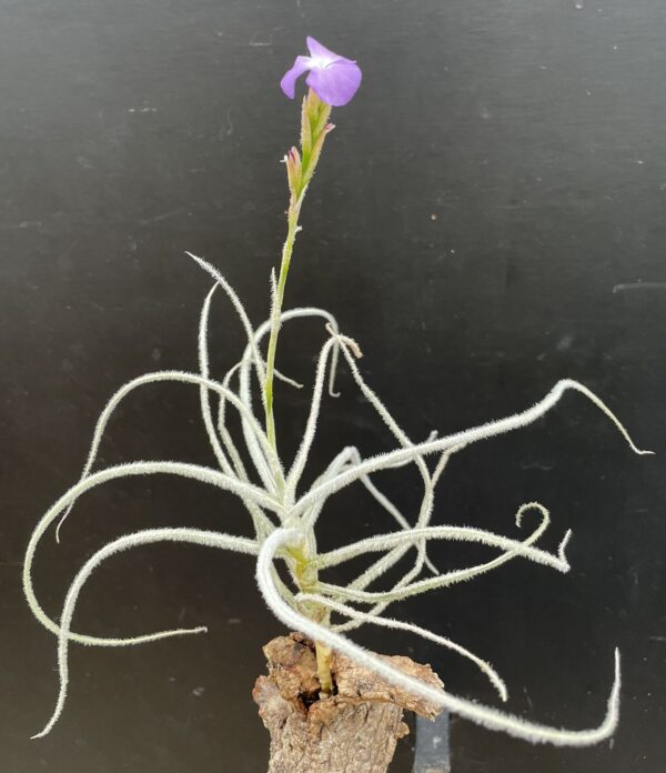 Tillandsia grao-mogolensis (former: kurt-horstii) – Bild 7