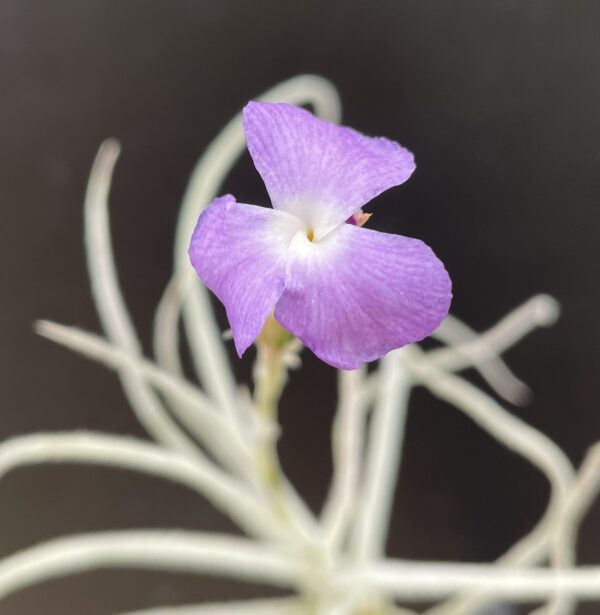 Tillandsia grao-mogolensis (former: kurt-horstii) – Bild 9