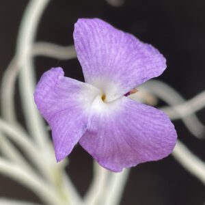 Tillandsia grao-mogolensis (former: kurt-horstii)