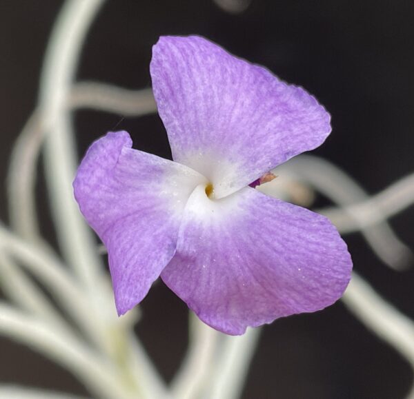 Tillandsia grao-mogolensis (former: kurt-horstii)