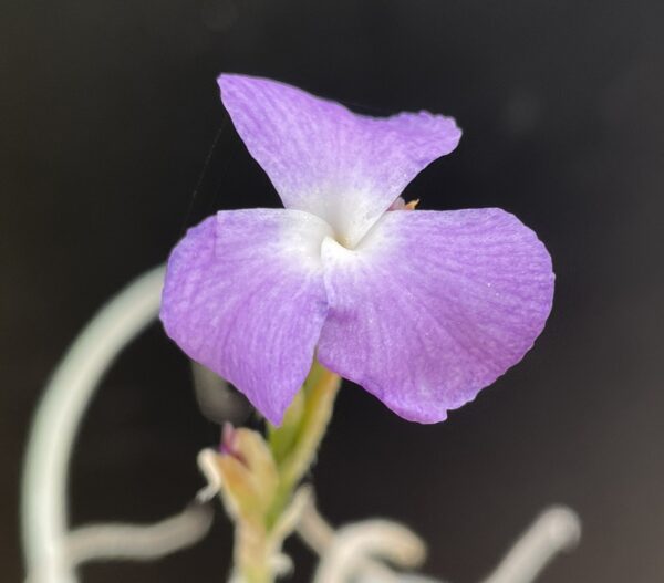 Tillandsia grao-mogolensis (former: kurt-horstii) – Bild 10