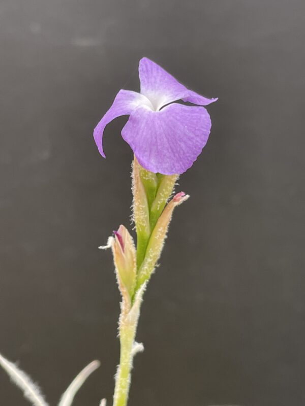 Tillandsia grao-mogolensis (former: kurt-horstii) – Bild 8