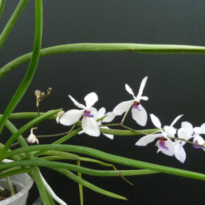Vanda Bayrisch Blau x Holcoglossum wangii