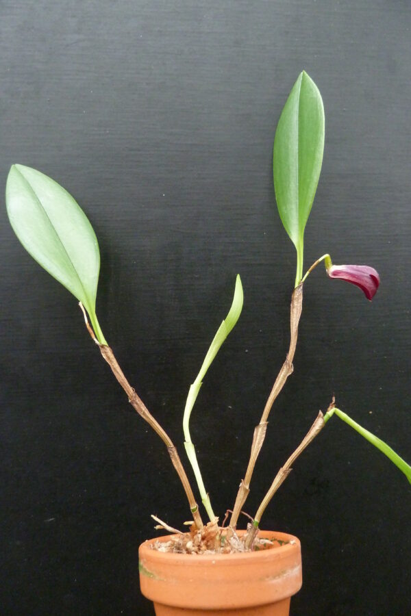 Zootrophion atropurpureum – Bild 3