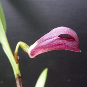 Zootrophion atropurpureum