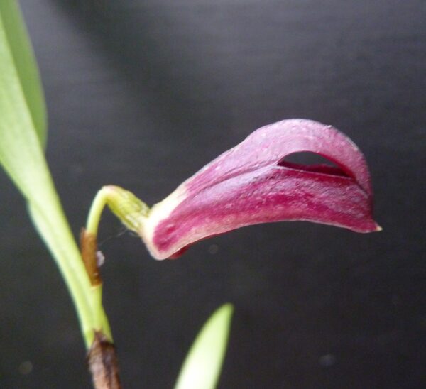 Zootrophion atropurpureum
